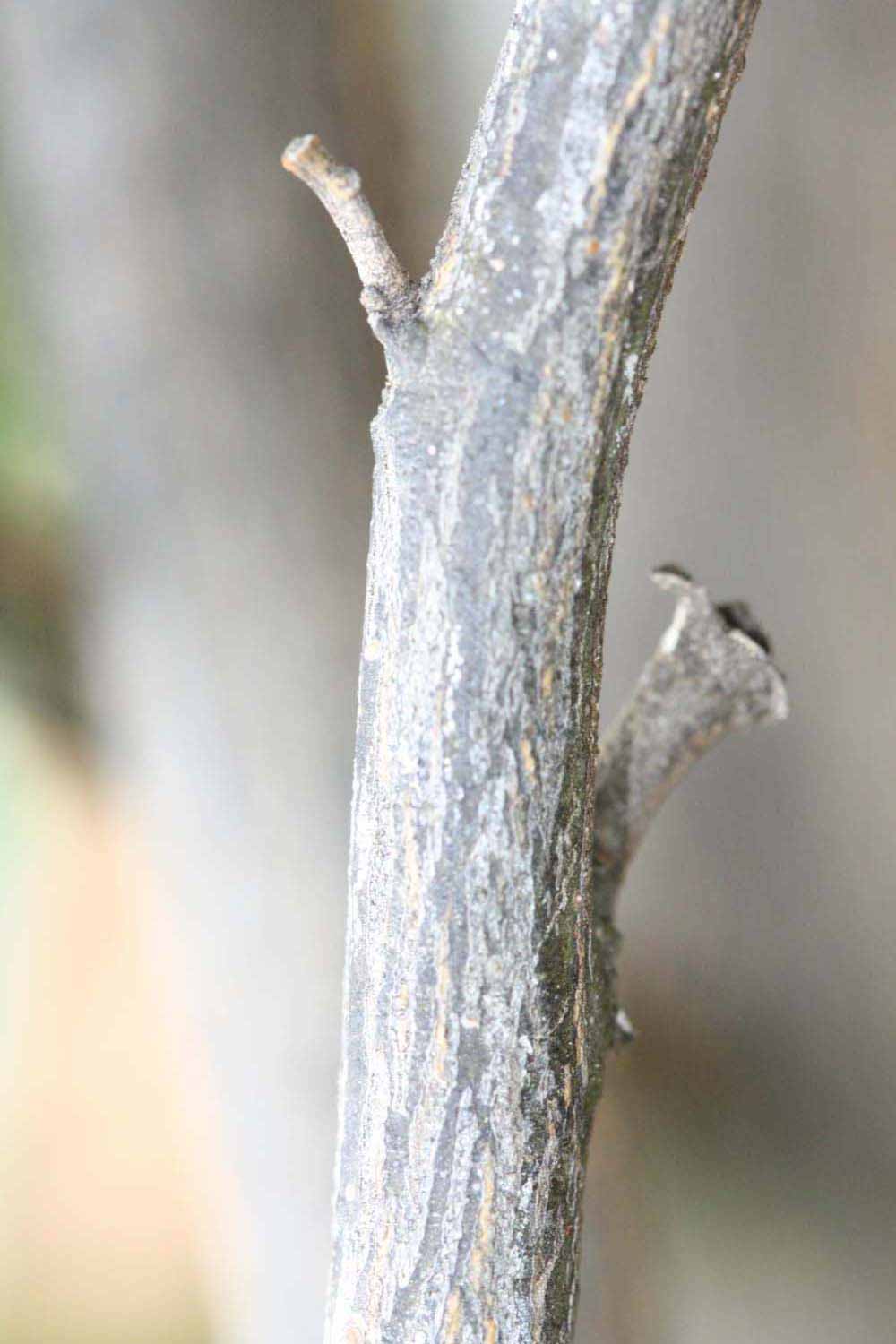              Second - third year twig (Riverside, CA)       